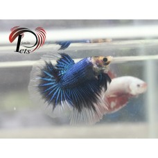 PNOV 2418